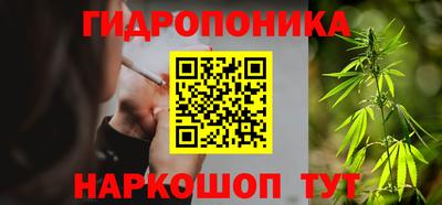 гашик Кингисепп